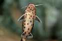 FH_CI_TA_020(Synodontis nigriventris)